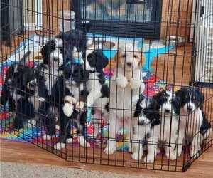 Bernedoodle Litter for sale in INDIANAPOLIS, IN, USA