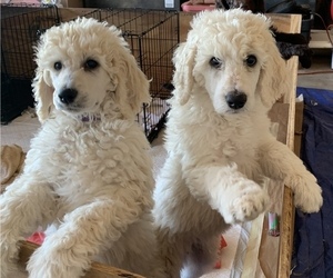 Poodle (Standard) Litter for sale in BRYAN, TX, USA