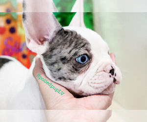 French Bulldog Litter for sale in LAS VEGAS, NV, USA