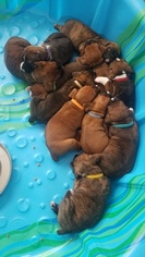 Boxer Litter for sale in BURGAW, NC, USA