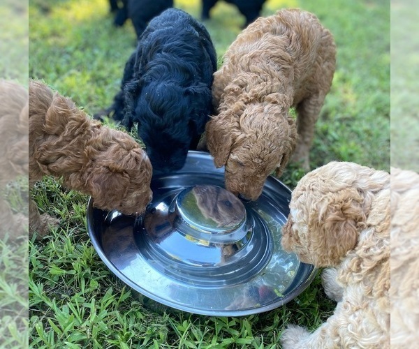 Medium Photo #1 Goldendoodle Puppy For Sale in MAYWOOD, IL, USA