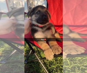 German Shepherd Dog Litter for sale in GR, MI, USA