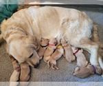 Small Photo #1 Golden Retriever Puppy For Sale in RINDGE, NH, USA