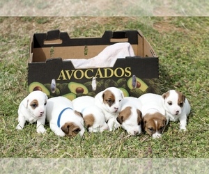 Jack Russell Terrier Litter for sale in MURFREESBORO, TN, USA