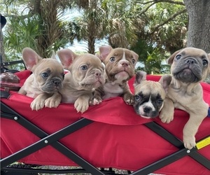 French Bulldog Litter for sale in LAUD LAKES, FL, USA