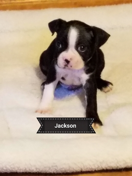 Medium Photo #1 Boston Terrier Puppy For Sale in PINE RIVER, MN, USA