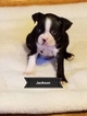 Small Photo #1 Boston Terrier Puppy For Sale in PINE RIVER, MN, USA