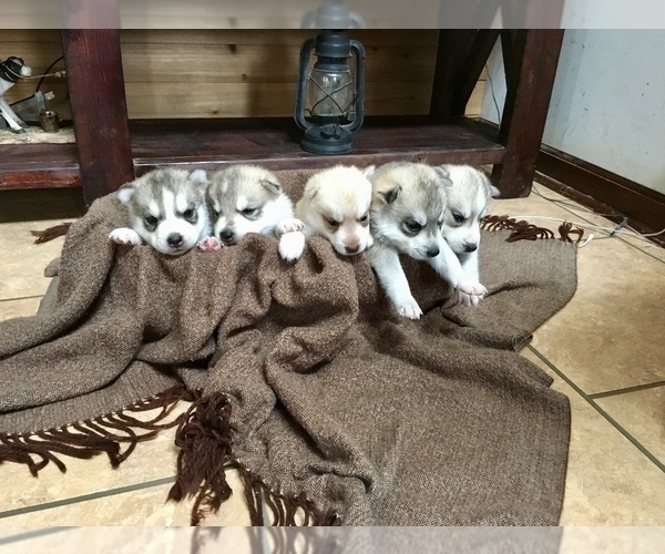 Medium Photo #1 Siberian Husky Puppy For Sale in PALESTINE, WV, USA