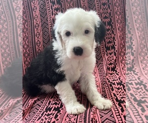 Sheepadoodle Litter for sale in SQUIRES, MO, USA