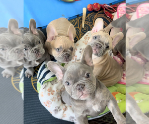 French Bulldog Litter for sale in WEEHAWKEN, NJ, USA