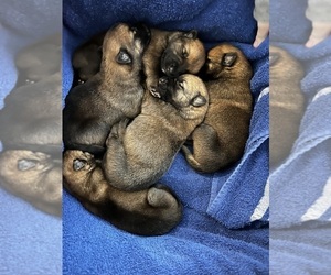 German Shepherd Dog-Malinois Mix Litter for sale in BOLTON, MS, USA