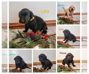 Labrador Retriever Litter for sale in CATO, NY, USA