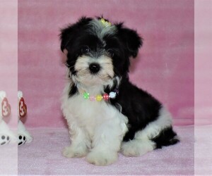 Morkie Litter for sale in DADE CITY, FL, USA