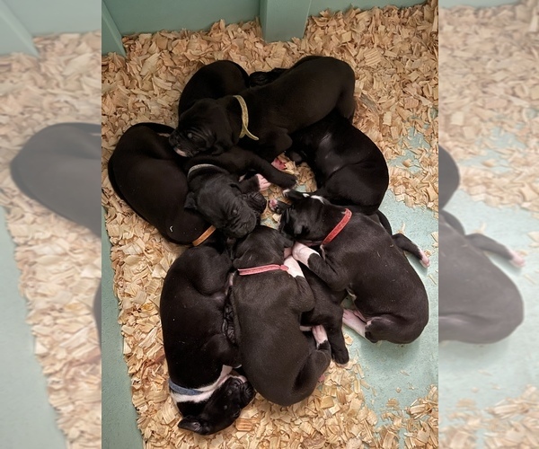 Medium Photo #1 Great Dane Puppy For Sale in PENSACOLA, FL, USA