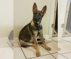 German Shepherd Dog Litter for sale in MADISON, FL, USA