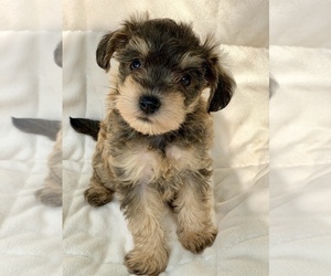 Schnoodle (Miniature) Litter for sale in ROUND ROCK, TX, USA
