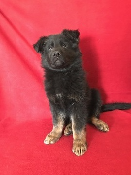 Medium Photo #1 German Shepherd Dog Puppy For Sale in ELIZABETH, CO, USA