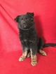 Small Photo #1 German Shepherd Dog Puppy For Sale in ELIZABETH, CO, USA