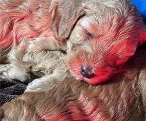 Goldendoodle Litter for sale in BIRCHWOOD, WI, USA