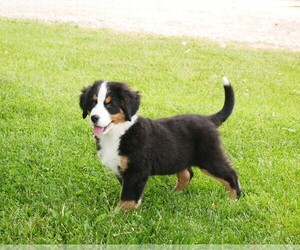 Bernese Mountain Dog Litter for sale in CLARE, MI, USA