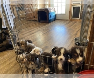 Australian Shepherd Litter for sale in EXETER, MO, USA