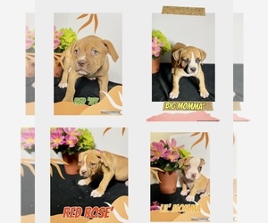 American Bulldog Litter for sale in RANTOUL, IL, USA