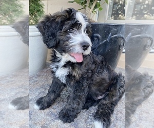 Bernedoodle Litter for sale in RED BLUFF, CA, USA