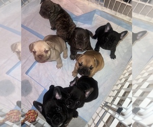 French Bulldog Litter for sale in INDIO, CA, USA