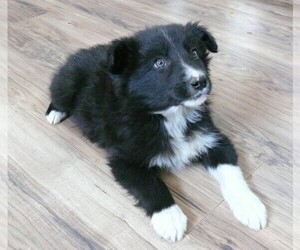 Border Collie Litter for sale in WELLINGTON, CO, USA