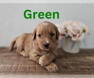 Goldendoodle Litter for sale in SAINT GEORGE, UT, USA