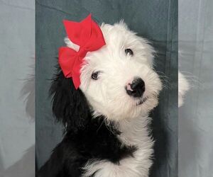Sheepadoodle Litter for sale in CLEBURNE, TX, USA