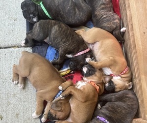 Boxer Litter for sale in SALEM, OR, USA