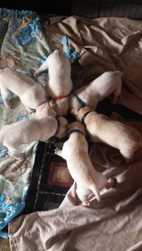 Medium Photo #1 Labrador Retriever Puppy For Sale in GRAND JUNCTION, CO, USA