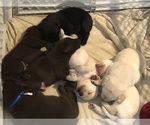 Small Photo #1 Labrador Retriever Puppy For Sale in GULFPORT, FL, USA