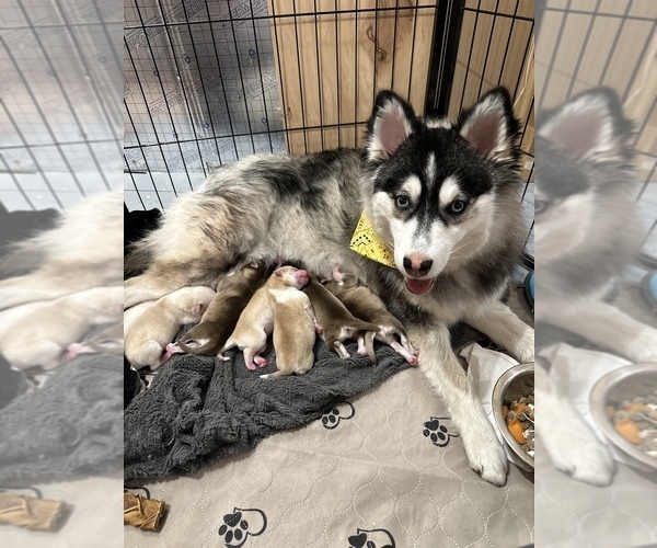 Medium Photo #1 Pomsky Puppy For Sale in BILLINGS, MT, USA