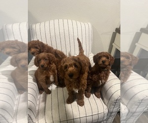 Goldendoodle (Miniature) Litter for sale in LOMA LINDA, CA, USA