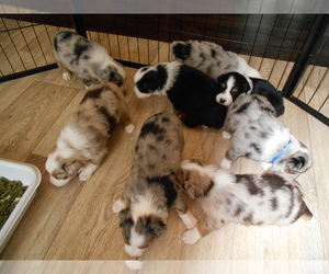 Australian Shepherd Litter for sale in PARIS, MI, USA