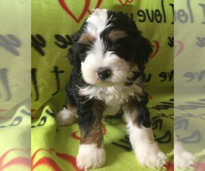 Bernedoodle (Miniature) Litter for sale in MANSFIELD, OH, USA