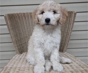Sheepadoodle Litter for sale in STACY, MN, USA