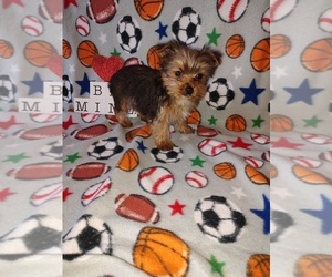 Yorkshire Terrier Litter for sale in LAPEER, MI, USA
