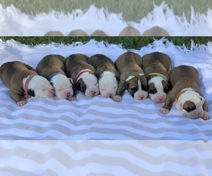 American Bulldog Litter for sale in SOUTHERN PINES, NC, USA