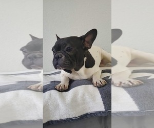 French Bulldog Litter for sale in NORTH LAS VEGAS, NV, USA