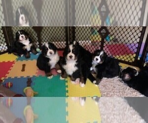 Bernese Mountain Dog Litter for sale in RALEIGH, NC, USA