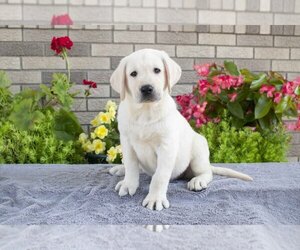 Labrador Retriever Litter for sale in MILLERSBURG, OH, USA