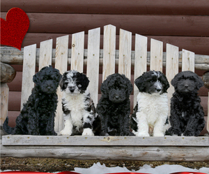 Aussiedoodle Litter for sale in BELLVUE, CO, USA