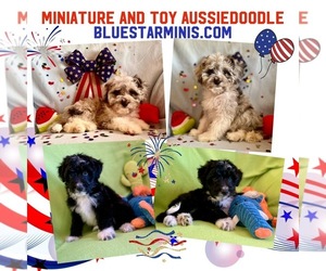 Aussie-Poo Litter for sale in BOUSE, AZ, USA