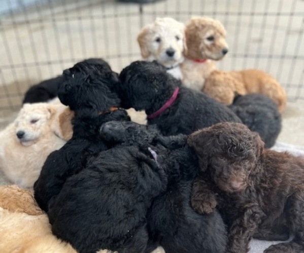 Medium Photo #1 Goldendoodle Puppy For Sale in BURLESON, TX, USA