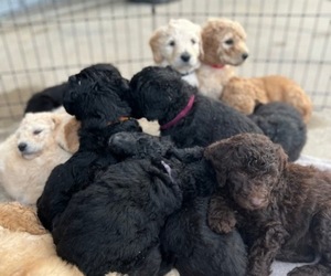 Goldendoodle Litter for sale in BURLESON, TX, USA