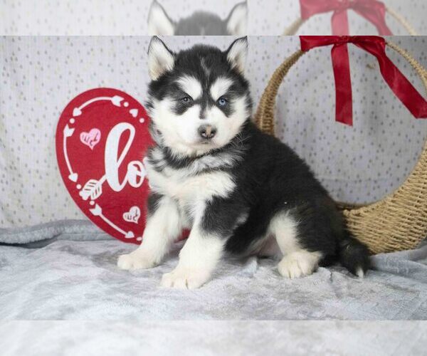Medium Photo #1 Siberian Husky Puppy For Sale in FRESNO, OH, USA