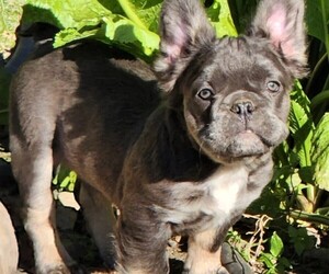 French Bulldog Litter for sale in ANDOVER, MA, USA